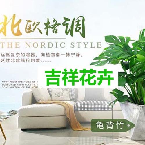 绿植租赁_植物租赁_办公室植物租摆_花卉市场深圳市吉祥花卉管理有限公司